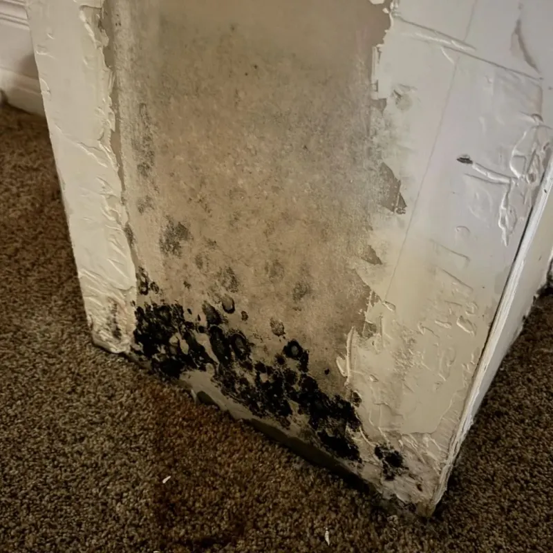 Professional Mold Removal in Loogootee, IN